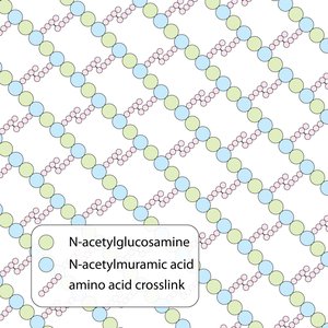 Peptidoglycan structure in bacterial cell wall