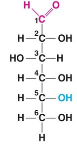 Linear structure of glucose