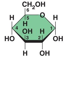 Abbreviated ring structure of glucose