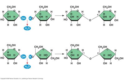 Dehydration reaction in the synthesis of sucrose and maltose