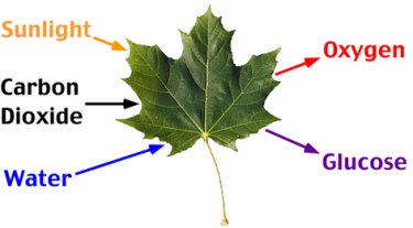 Inputs and outputs of photosynthesis in a leaf: sunlight, carbon dioxide, water, oxygen, glucose