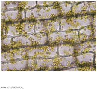 Parenchyma cells in Elodea leaf with chloroplasts