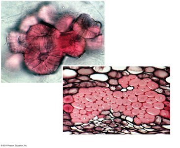 Sclereid and fiber cells in plant tissue