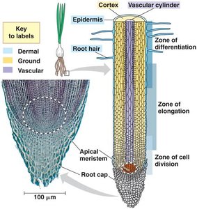 Diagram of root tip showing zones of cell division, elongation, and differentiation