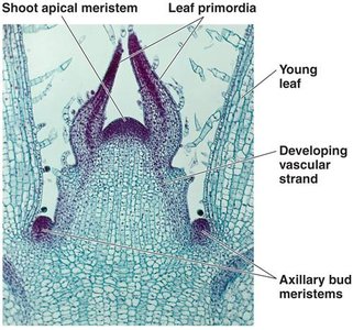 Shoot apical meristem with labeled regions