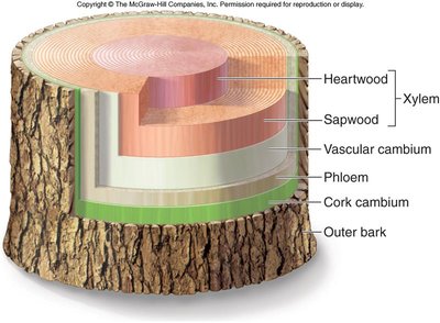 Diagram of a tree trunk showing heartwood, sapwood, vascular cambium, phloem, cork cambium, and outer bark