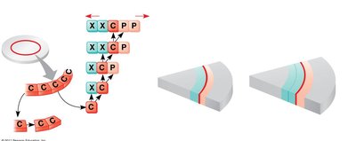 Diagram showing the production of secondary xylem and phloem by the vascular cambium over time