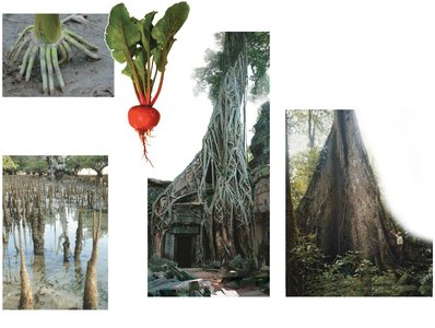 Examples of root modifications: prop roots, storage roots, pneumatophores, aerial roots, buttress roots