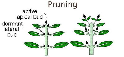 Diagram showing apical and lateral buds and the effect of pruning on stem growth