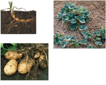 Examples of stem modifications: tubers, stolons, rhizomes