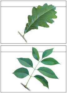 Simple and compound leaf comparison