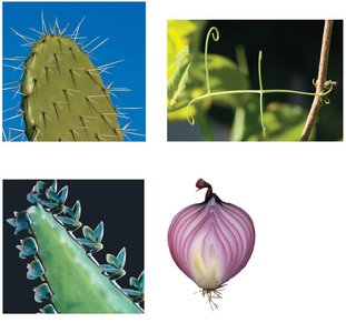 Examples of leaf modifications: spines, tendrils, reproductive leaves, storage leaves