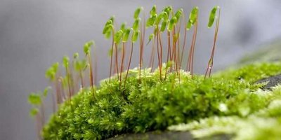 Moss life cycle