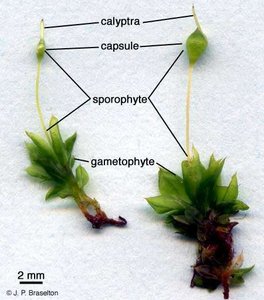 Moss life cycle labeled
