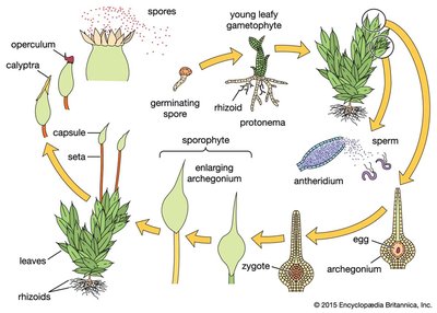 Moss life cycle diagram