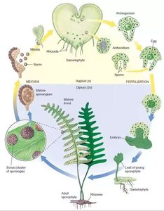 Fern life cycle