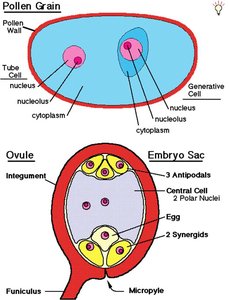 Flowering plant life cycle
