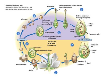 Flowering plant life cycle diagram