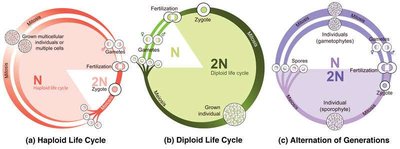 Comparison of haplontic, diplontic, and haplodiplontic life cycles