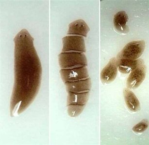 Fragmentation in planarians