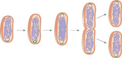 Binary fission in bacteria