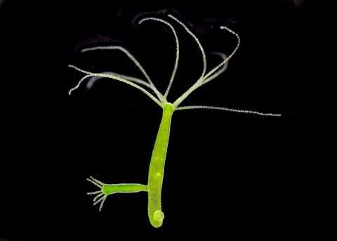 Hydra budding