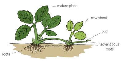 Stolon in plants