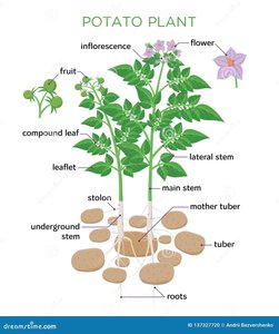 Potato plant tuber