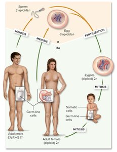 Diplontic life cycle in humans