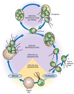 Haplontic life cycle in Chlamydomonas