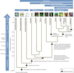Phylogenetic tree of major plant groups and key innovations