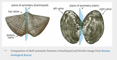Comparison of shell symmetry between brachiopod and bivalve