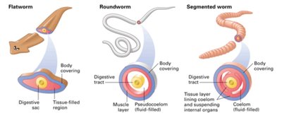 Body cavity types: flatworm, roundworm, segmented worm