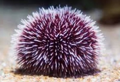 Larval and adult tunicate anatomy