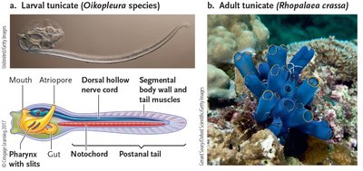 Lancelet anatomy