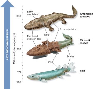 Transition from fish to amphibian tetrapod