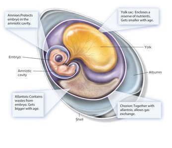 Structure of the amniotic egg