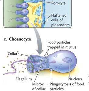 Diagram of choanocyte structure and function