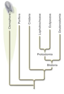 Simplified animal phylogeny showing major clades and innovations