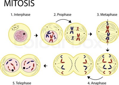 Diagram of chromosome with centromere and chromatids