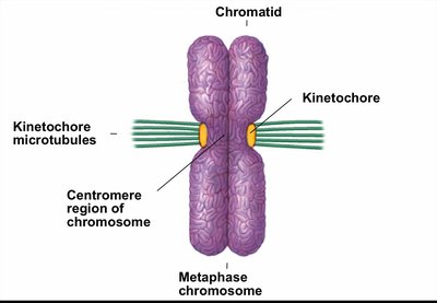 Chromosomes aligned at metaphase plate