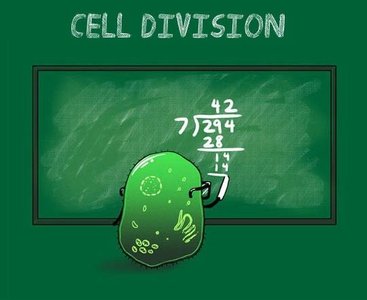 Cartoon of cell division