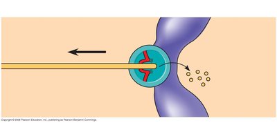 Molecular mechanism of chromosome movement