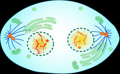 Diagram of telophase with two nuclei forming