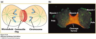 Cytokinesis in plant cell with cell plate formation