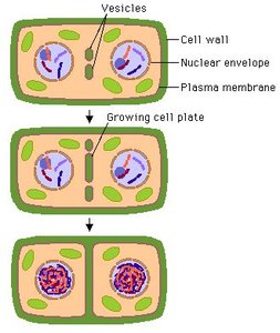 Comparison of cytokinesis in animal and plant cells