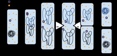 Diagram of binary fission in prokaryotes