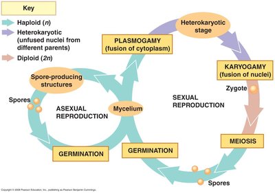 Generalized fungal life cycle diagram