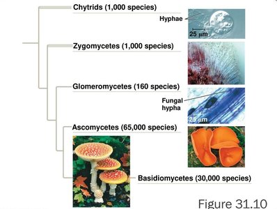 Phylogenetic tree of major fungal groups