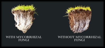 Mycorrhizal fungi and plant root association